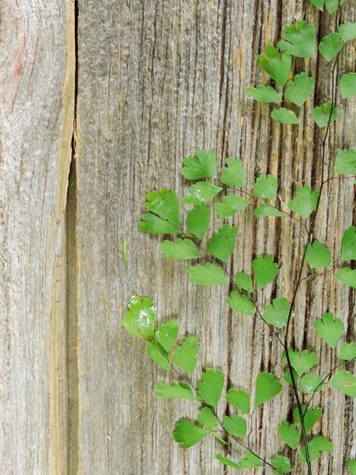 MAIDENHAIR FERN   GREENS